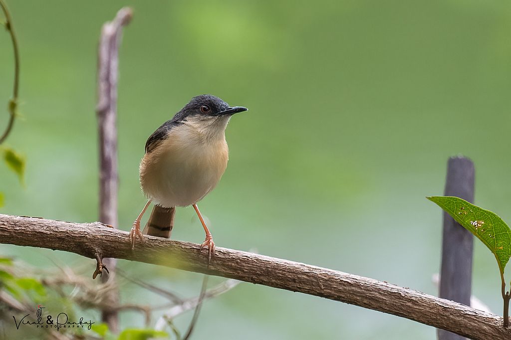 Ashy Prinia